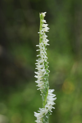 Spiranthes vernalis- Grass-leaved Ladies Tresses