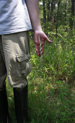Spiranthes vernalis- Grass-leaved Ladies Tresses