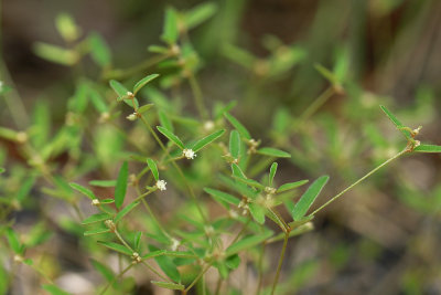 Croton willdenowii- Elliptical Rushfoil