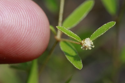Croton willdenowii- Elliptical Rushfoil