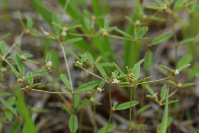 Croton willdenowii- Elliptical Rushfoil