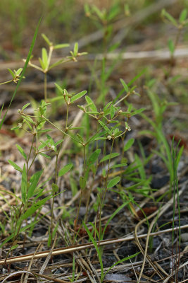 Croton willdenowii- Elliptical Rushfoil