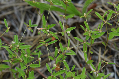 Croton willdenowii- Elliptical Rushfoil