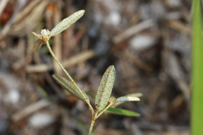 Croton willdenowii- Elliptical Rushfoil
