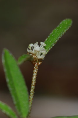Croton willdenowii- Elliptical Rushfoil