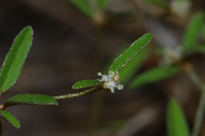 Croton willdenowii- Elliptical Rushfoil