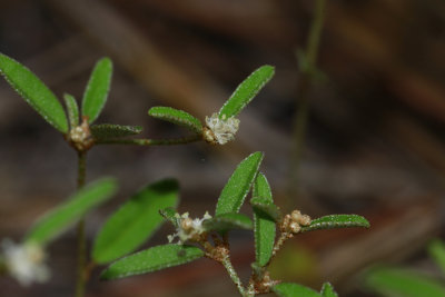 Croton willdenowii- Elliptical Rushfoil