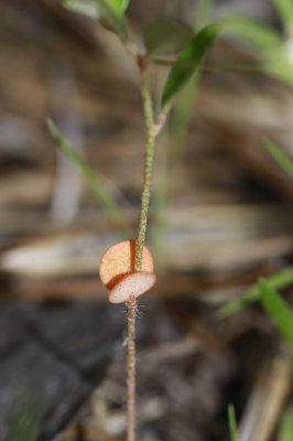 Croton willdenowii- Elliptical Rushfoil