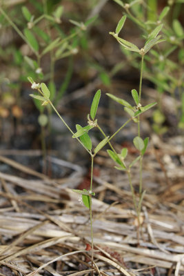 Croton willdenowii- Elliptical Rushfoil