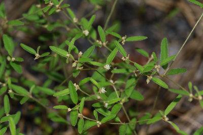 Croton willdenowii- Elliptical Rushfoil