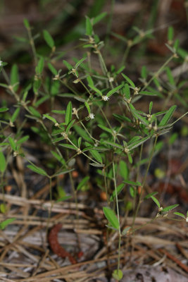 Croton willdenowii- Elliptical Rushfoil