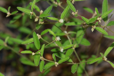 Croton willdenowii- Elliptical Rushfoil