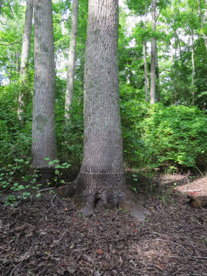 Vernal pool drying up