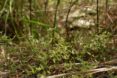 Croton willdenowii- Elliptical Rushfoil