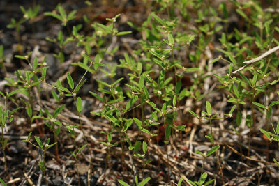 Croton willdenowii- Elliptical Rushfoil