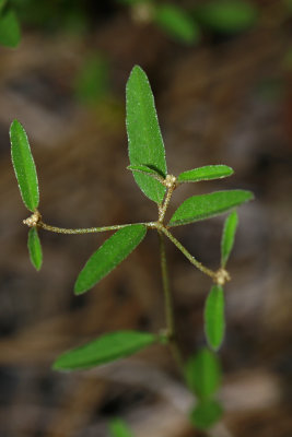 Croton willdenowii- Elliptical Rushfoil