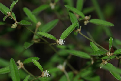 Croton willdenowii- Elliptical Rushfoil