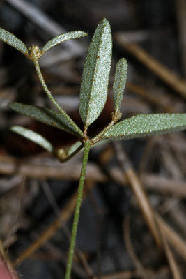 Croton willdenowii- Elliptical Rushfoil