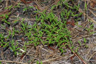 Croton willdenowii- Elliptical Rushfoil