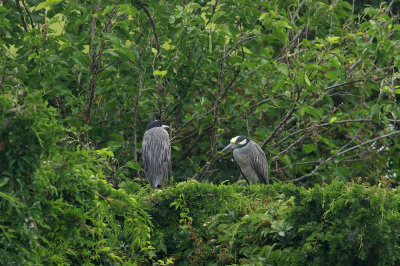 Yellow-crowned Night Herons