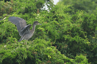 Yellow-crowned Night Heron