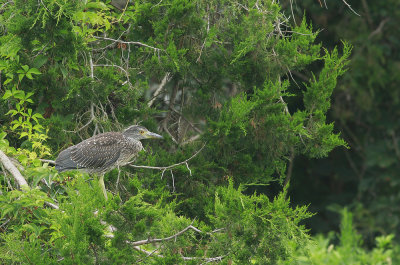 Yellow-crowned Night Heron