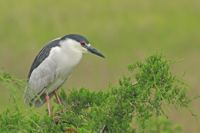 Black-crowned Night Heron