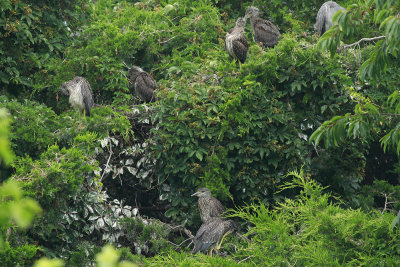 Heron rookery