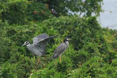 Yellow-crowned Night Herons