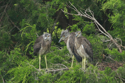 Juvenile Yellow-crowned Night Herons