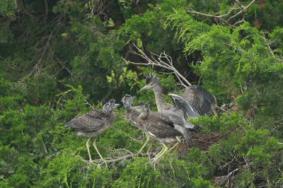 Juvenile Yellow-crowned Night Herons