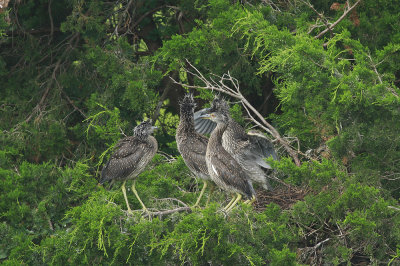 Juvenile Yellow-crowned Night Herons