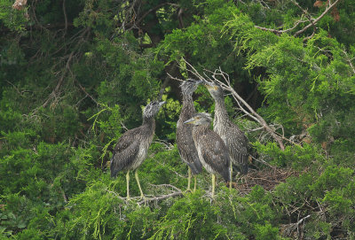 Juvenile Yellow-crowned Night Herons