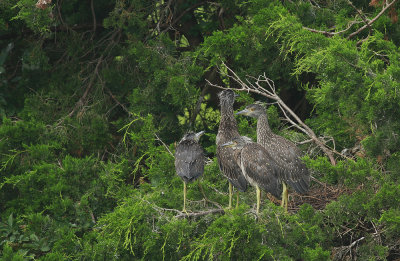 Juvenile Yellow-crowned Night Herons
