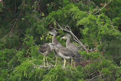 Juvenile Yellow-crowned Night Herons