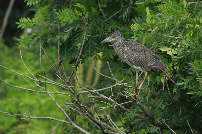 Juvenile Yellow-crowned Night Heron