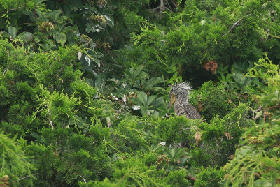 Yellow-crowned Night Heron chick