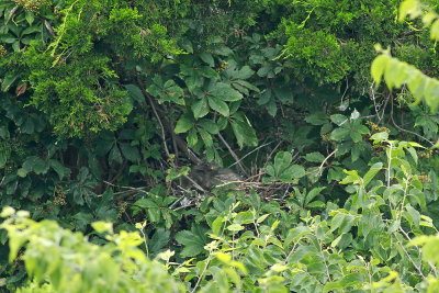 Black-crowned Night Heron chick