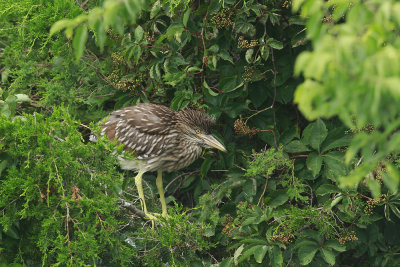 Juvenile Black-crowned Night Heron