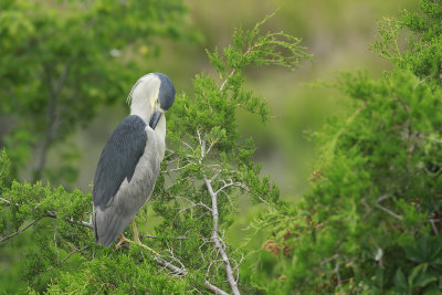 Adult Black-crowned Night Heron