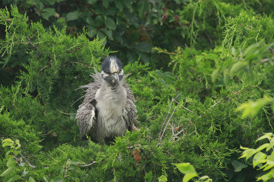 Adult Yellow-crowned Night Heron