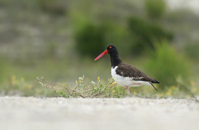 American Oystercatcher