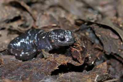 Marbled Salamander