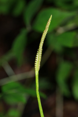 Ophioglossum vulgatum- Southern Adder's Tongue Fern