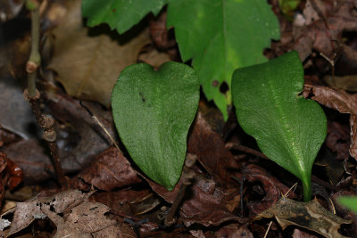 Ophioglossum vulgatum- Southern Adder's Tongue Fern