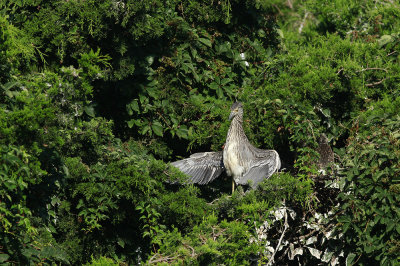 Juvenile Yellow-crowned Night Heron