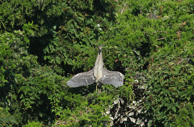 Juvenile Yellow-crowned Night Heron