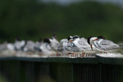 Terns