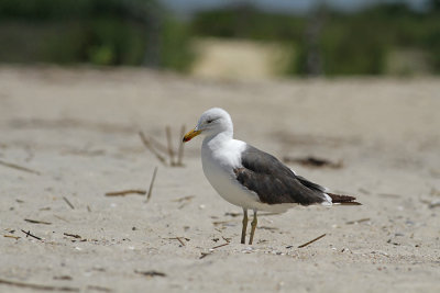 Lesser Black-backed Gull