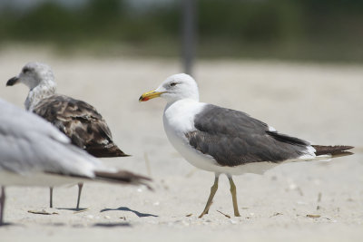 Lesser Black-backed Gull